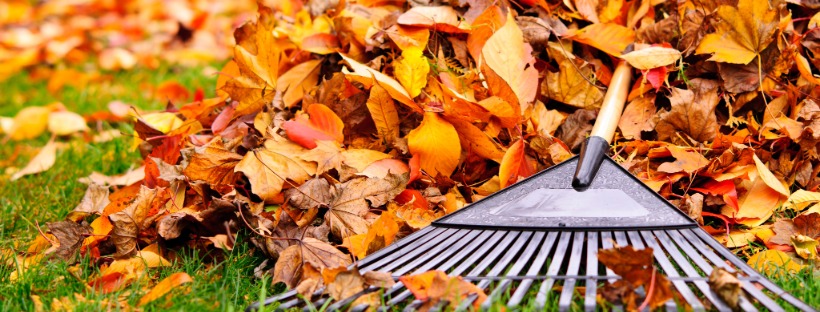 a rake and a pile of leaves