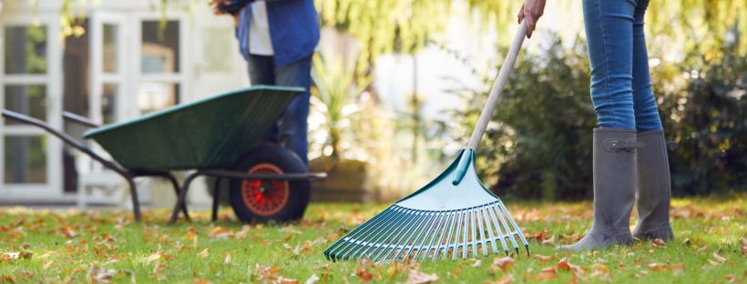 Person raking autumn leaves on a yard with a wheelbarrow in the background, prepping the lawn.