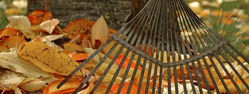 Person raking autumn leaves on a yard and prepping the lawn.