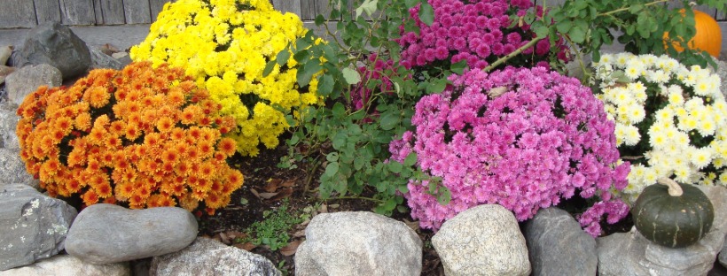 Close-up of vibrant fall chrysanthemums (mums) in a garden bed, adding seasonal curb appeal.